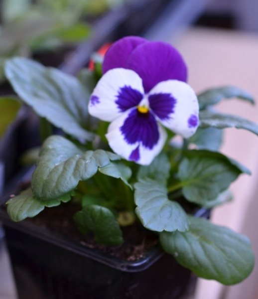 Особенности выращивания виолы