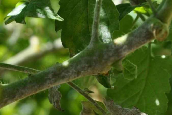 От чего образуется мучнистая роса на помидорах в теплице и как с ней бороться