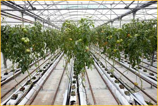 Отопление теплицы: популярные виды и особенности изготовления своим руками