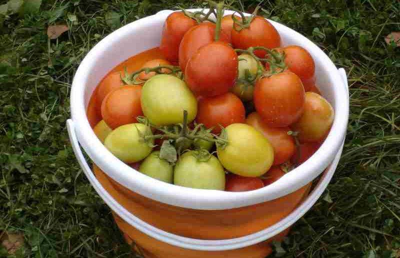 Отзывы тех, кто сажал томат столыпин, описание (фото) и выращивание