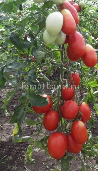 Отзывы тех, кто сажал томат столыпин, описание (фото) и выращивание