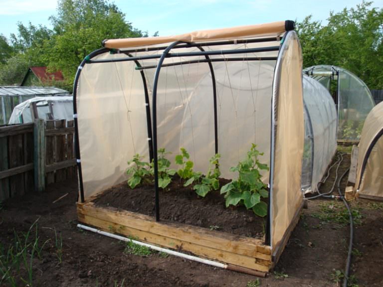 Парник для огурцов: виды и характеристика конструкций