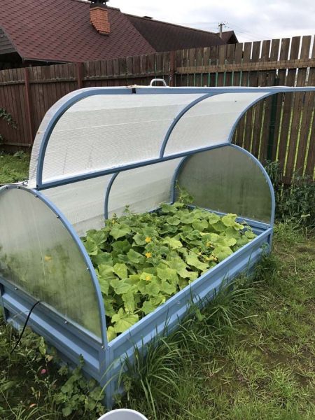 Парник для огурцов: виды и характеристика конструкций