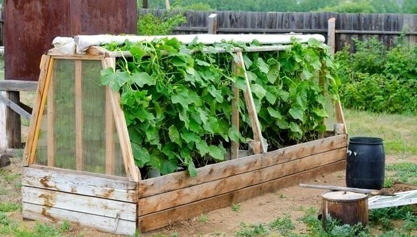 Парник для огурцов: виды и характеристика конструкций