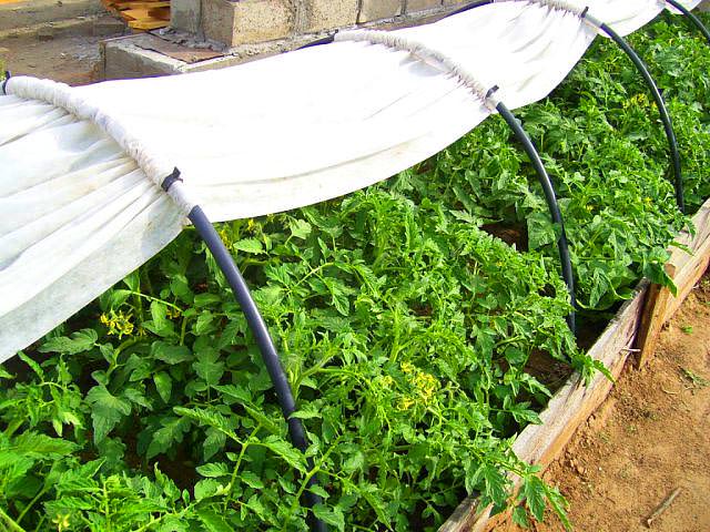 Парник подснежник: характеристика конструкции, правила сборки и отзывы покупателей