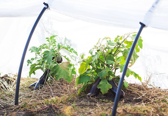 Парник подснежник: характеристика конструкции, правила сборки и отзывы покупателей