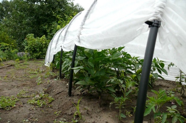 Парник подснежник: характеристика конструкции, правила сборки и отзывы покупателей