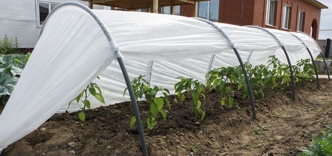 Парник подснежник: характеристика конструкции, правила сборки и отзывы покупателей