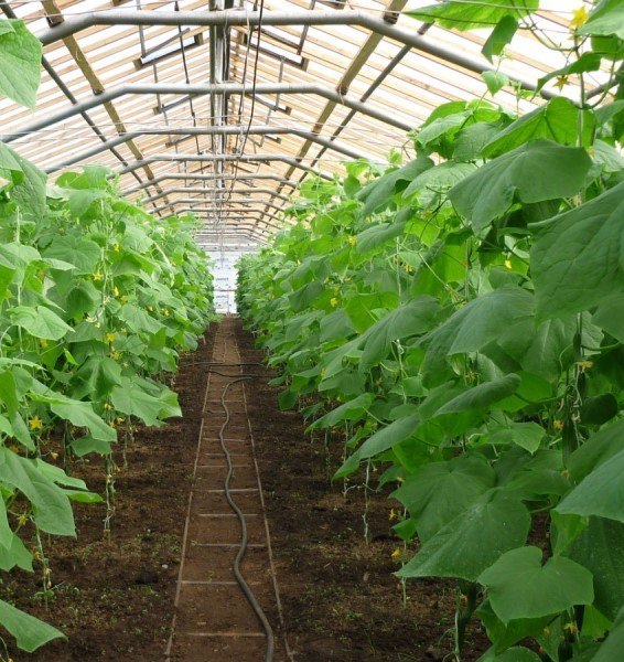 Пасынкование тепличных огурцов: правила и нюансы