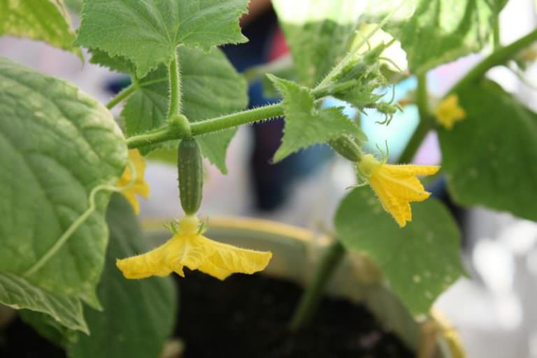 Пасынкование тепличных огурцов: правила и нюансы