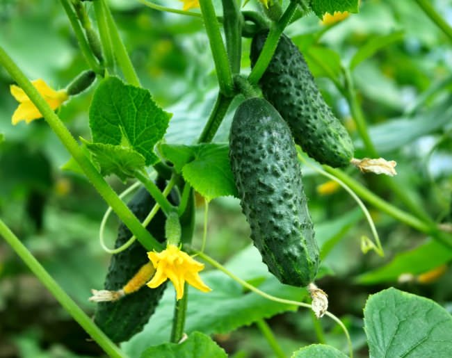 Пасынкование тепличных огурцов: правила и нюансы