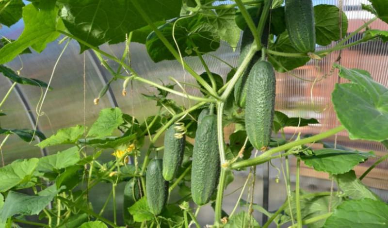 Пасынкование тепличных огурцов: правила и нюансы