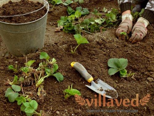 Пересадка клубники на новое место осенью