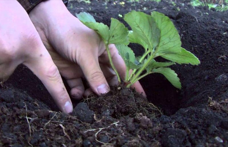 Пересадка клубники на новое место осенью