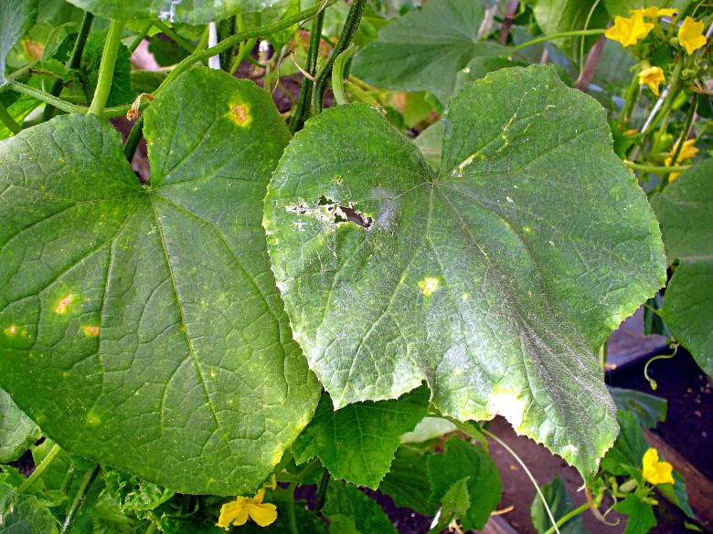 Пероноспороз огурцов: причины возникновения, методы борьбы и профилактики