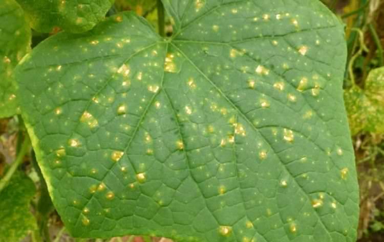 Пероноспороз огурцов: причины возникновения, методы борьбы и профилактики