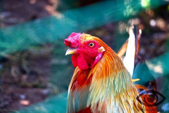 Петух и Крыса: совместимость женщины и мужчины в любви и браке