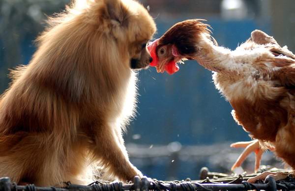 Петух и собака — совместимость мужчины и женщины в любви