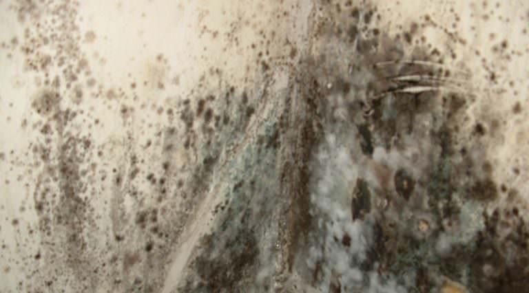 Плесень на огурцах в теплице: причины появления и методы лечения растений