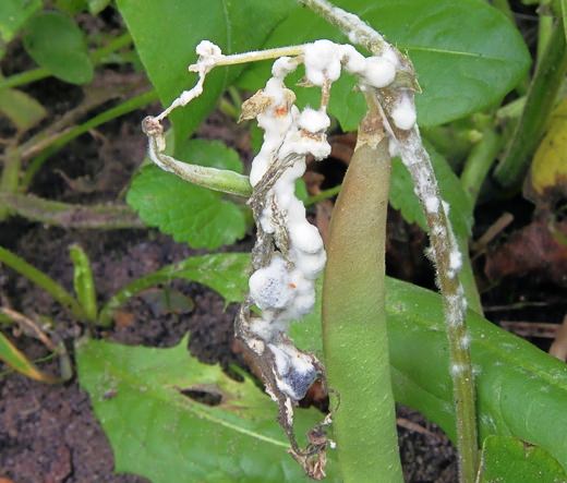Плесень на огурцах в теплице: причины появления и методы лечения растений