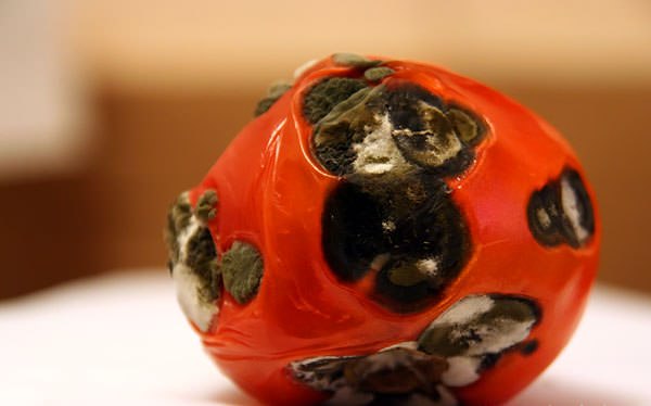 Плесень на помидорах в теплице: причины появления и методы борьбы