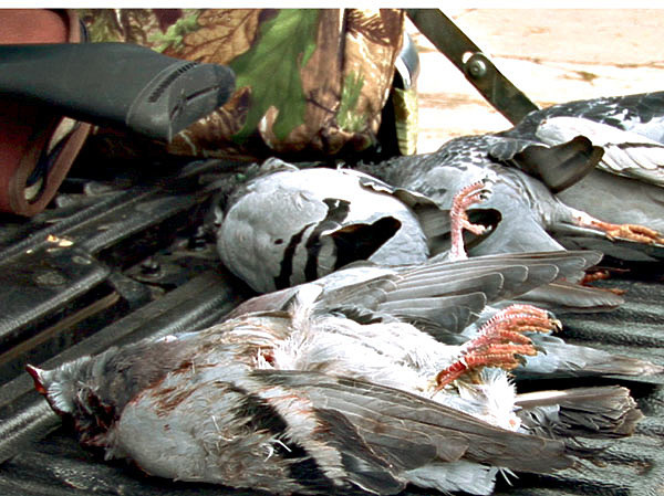 Пневматические винтовки 4.5: самые мощные, обзор, лучшая, воздушка, воздушное ружье, для охоты, рейтинг, цены, по качеству