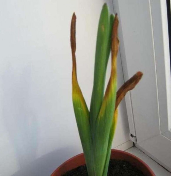 По какой причине у гиацинта могут желтеть листья?