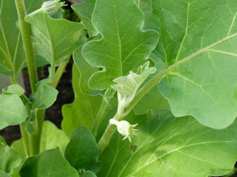 Почему баклажаны не завязываются в условиях теплицы