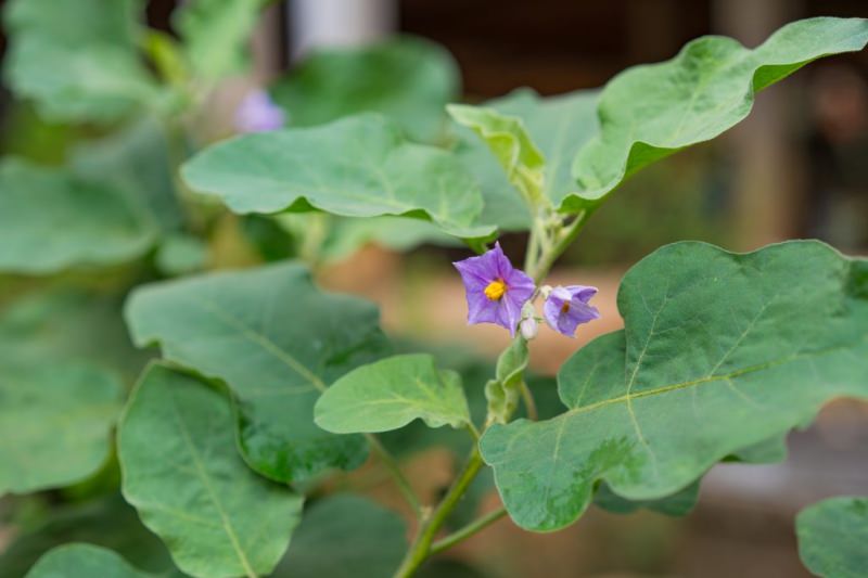 Почему баклажаны не завязываются в условиях теплицы