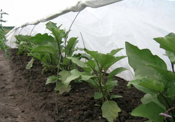 Почему баклажаны не завязываются в условиях теплицы