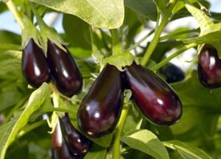 Почему баклажаны не завязываются в условиях теплицы