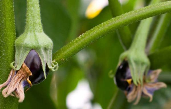 Почему баклажаны не завязываются в условиях теплицы
