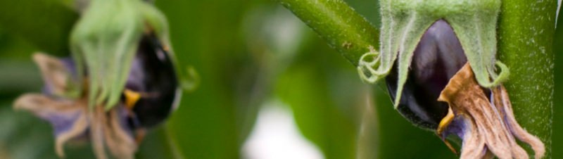 Почему баклажаны не завязываются в условиях теплицы