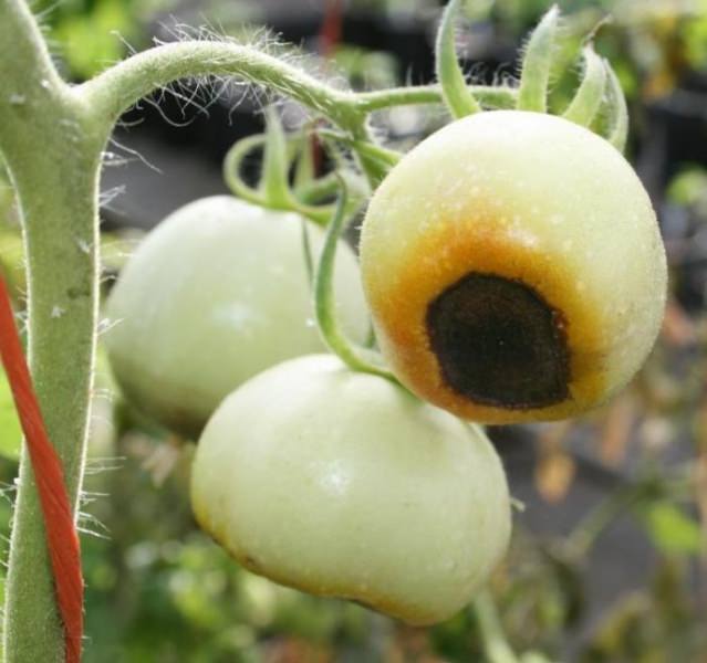 Почему чернеют плоды помидора: определяем и устраняем причины