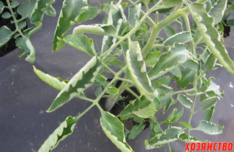 Почему листья помидоров скручиваются вверх