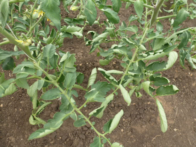 Почему листья помидоров скручиваются вверх