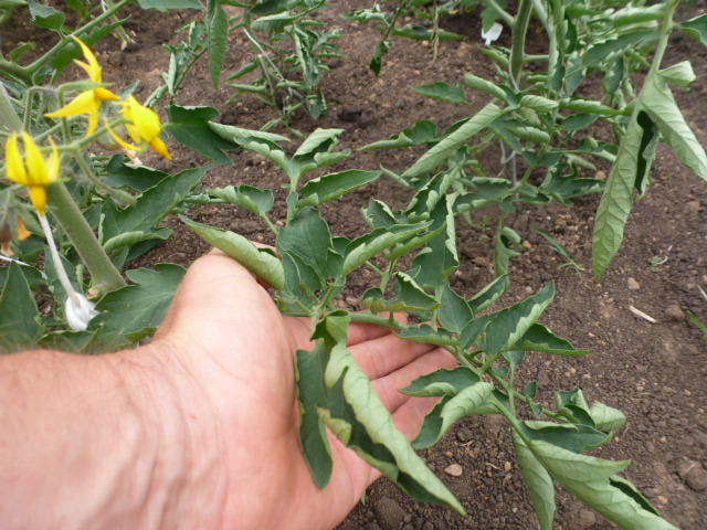 Почему листья помидоров скручиваются вверх