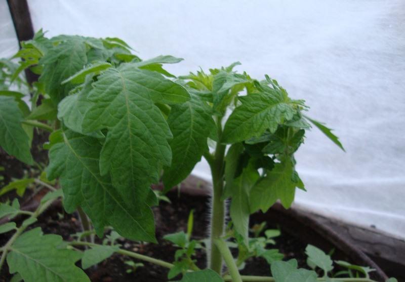 Почему листья помидоров скручиваются вверх