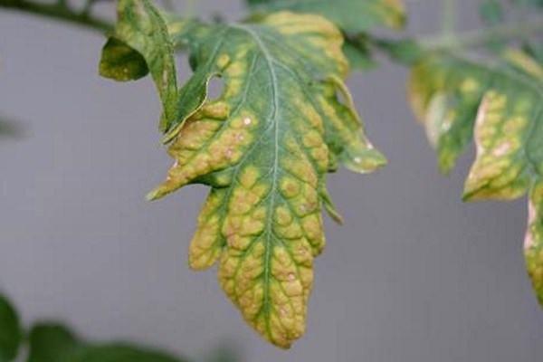 Почему листья у помидоров желтеют: определение и устранение основных причин