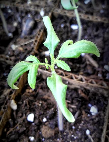 Почему листья у томатов скручиваются: определение и устранение основных причин