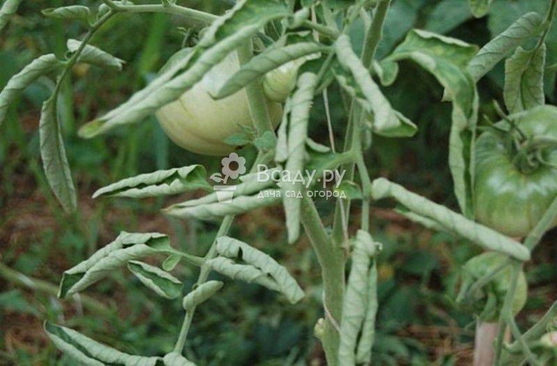 Почему листья у томатов скручиваются: определение и устранение основных причин