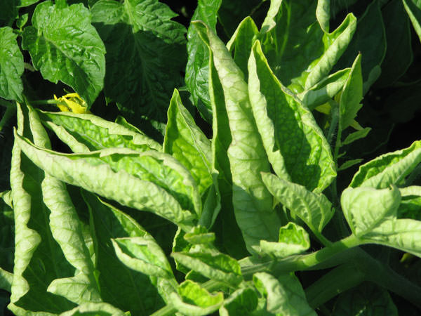 Почему листья у томатов скручиваются: определение и устранение основных причин