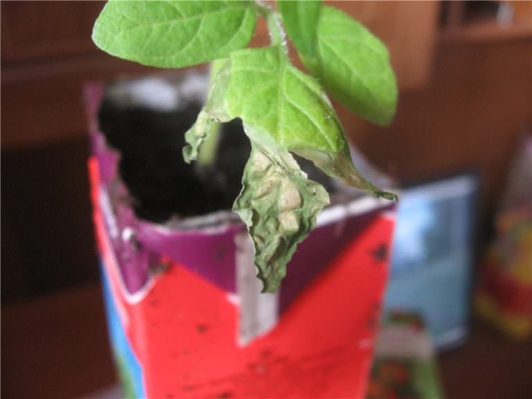 Почему могут опадать нижние листья у рассады помидоров: разбираемся в основных причинах проблемы