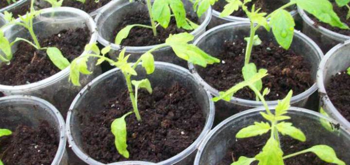 Почему могут опадать нижние листья у рассады помидоров: разбираемся в основных причинах проблемы