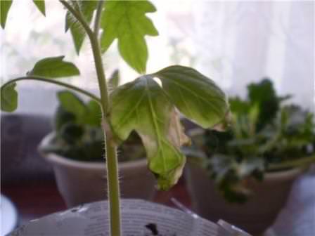 Почему могут опадать нижние листья у рассады помидоров: разбираемся в основных причинах проблемы