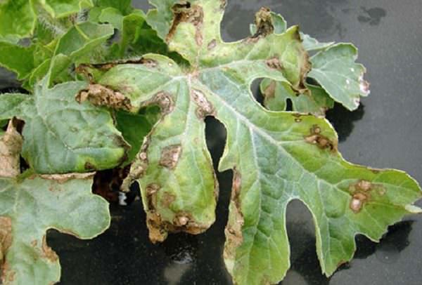 Почему могут вянуть листья у арбуза в теплице?