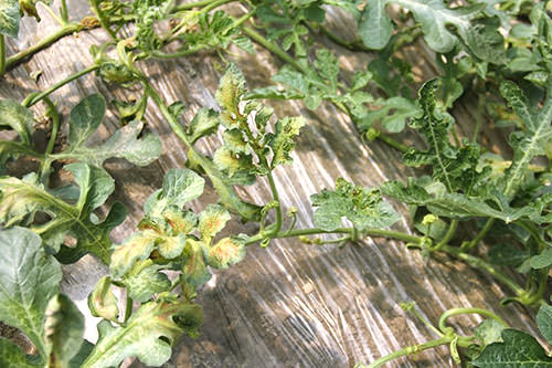 Почему могут вянуть листья у арбуза в теплице?