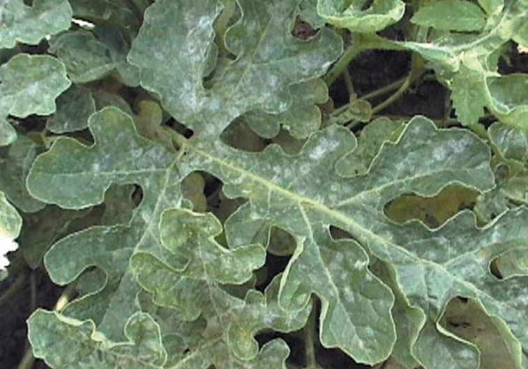 Почему могут вянуть листья у арбуза в теплице?