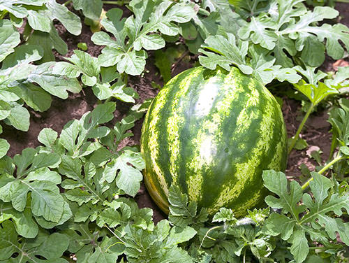 Почему могут вянуть листья у арбуза в теплице?