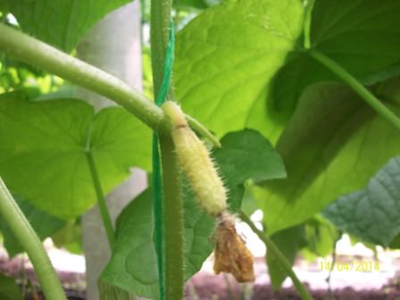 Почему может опадать завязь у огурцов